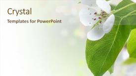  Presentation with apple flower - Presentation theme enhanced with close up of apples on a branch in a garden note shallow depth of field background and a mint green colored foreground