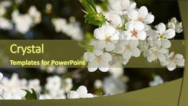  Presentation with apple flower - Beautiful presentation theme featuring apple flower - springtime backdrop and a tawny brown colored foreground