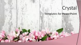  Presentation with apple flower - Audience pleasing presentation design consisting of apple flower blossom forming backdrop and a white colored foreground