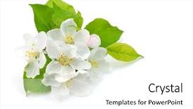 Presentation with apple flower - Amazing PPT theme having apple flower isolated backdrop and a white colored foreground