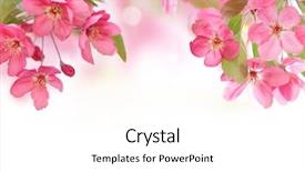  Presentation with apple flower - Cool new slides with apple flowers spring blossom backdrop and a white colored foreground