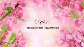  Presentation with apple flower - Beautiful slides featuring apple flowers spring blossom backdrop and a lemonade colored foreground