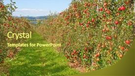  Presentation with red roses rose garden - Theme enhanced with apple garden full of riped background and a tawny brown colored foreground