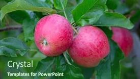  Presentation with apple - Slide set consisting of apple-garden-full-of-riped background and a forest green colored foreground