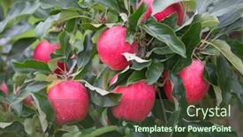  Presentation with apple - Slide deck having apple-garden-full-of-riped background and a tawny brown colored foreground