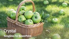  Presentation with harvest is ripe - Amazing PPT theme having apple harvest ripe green apples backdrop and a coral colored foreground