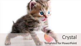  Presentation with play - Slides featuring apple iwatch - kitten play ball - isolated background and a lemonade colored foreground