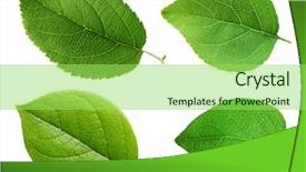  Presentation with fall leaves border white - Presentation theme with apple leaves isolated on white background and a yellow colored foreground