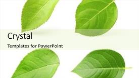  Presentation with apple - Theme featuring apple leaves isolated on white background and a blonde colored foreground