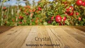  Presentation with orchard - Amazing presentation design having apple-orchard-background-wooden-table backdrop and a coral colored foreground