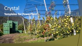  Presentation with orchard - PPT layouts featuring apple-orchard-in-aica-south background and a teal colored foreground