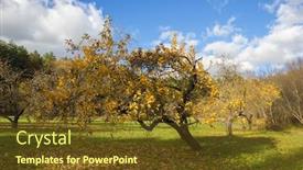  Presentation with orchard - Slide deck with apple orchard in autumn yellow foliage of apple tree background and a tawny brown colored foreground
