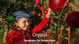  Presentation with orchard - Presentation theme with apple orchard - lovely girl picking red apples into the basket background and a tawny brown colored foreground