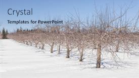  Presentation with orchard - Cool new slides with apple-orchard-lying-dormant-under backdrop and a light blue colored foreground