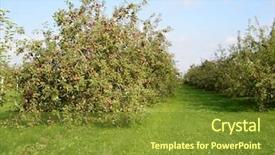  Presentation with fruit trees - Cool new PPT layouts with apple orchard with trees bearing backdrop and a  colored foreground