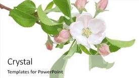  Presentation with bud - Theme having apple spring flowers blossom background and a white colored foreground
