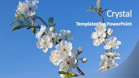  Presentation with tree spring flowers apple flowers - Amazing presentation theme having apple tree flowers on blue backdrop and a  colored foreground