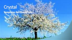  Presentation with spring tree - PPT layouts featuring apple tree in blossom on a spring day background and a cobalt blue colored foreground