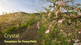  Presentation with spring tree - Cool new PPT layouts with apple-tree-in-garden-spring backdrop and a tawny brown colored foreground