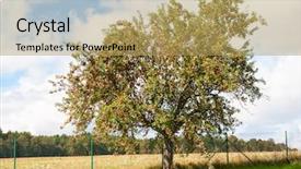  Presentation with red apple tree - Theme enhanced with apple tree is full of red ripe apples many of the fruits are lying under the tree already background and a yellow colored foreground