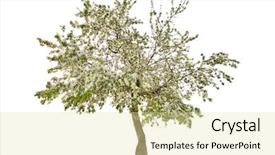  Presentation with white flowers - Cool new PPT theme with apple tree with flowers isolated backdrop and a blonde colored foreground