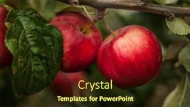  Presentation with apple - Presentation theme with apple-trees-in-the-garden background and a wine colored foreground