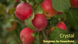  Presentation with garden - Slides consisting of apple-trees-in-the-garden background and a tawny brown colored foreground