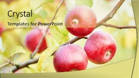  Presentation with orchard - PPT theme consisting of apples fruits in orchard background and a yellow colored foreground