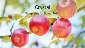  Presentation with orchard - Colorful slide deck enhanced with apples fruits in orchard backdrop and a mint green colored foreground