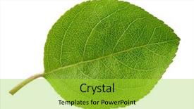  Presentation with isolated fall oak leaf - Amazing PPT theme having apples leaves - apple leaf isolated on white backdrop and a yellow colored foreground