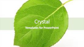  Presentation with apple - Slides consisting of apples leaves - apple leaf isolated on white background and a  colored foreground