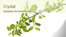  Presentation with spring tree - PPT layouts consisting of apples leaves - branch apple tree with spring background and a soft green colored foreground