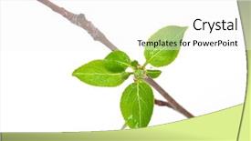  Presentation with spring tree - PPT theme consisting of apples leaves - branch apple tree with spring background and a white colored foreground