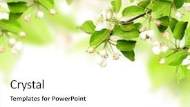  Presentation with white flowers - Audience pleasing presentation theme consisting of apples leaves - flowers of apple - isolated backdrop and a white colored foreground