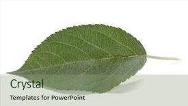  Presentation with green apple - Presentation theme consisting of apples leaves - green apple leaf isolated background and a seafoam green colored foreground