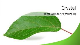 Presentation with banana stem tree and leaf - Slides enhanced with apples leaves - leaf from an apple tree background and a white colored foreground