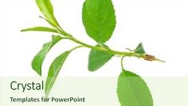  Presentation with apple tree golden - PPT layouts with apples leaves - young apple tree branch background and a  colored foreground