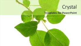  Presentation with apple tree golden - Amazing presentation theme having apples leaves - young apple tree branch backdrop and a  colored foreground