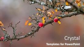  Presentation with fall - Presentation theme featuring apples on branch in late fall background and a violet colored foreground