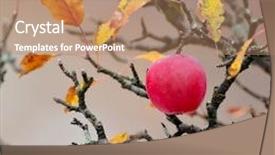  Presentation with fall - Cool new slide set with apples on branch in late fall backdrop and a coral colored foreground