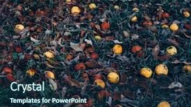  Presentation with apple - Audience pleasing presentation design consisting of apples on the ground yellow backdrop and a  colored foreground