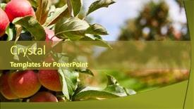  Presentation with orchard - Presentation design consisting of apples-on-the-tree-orchard background and a gold colored foreground