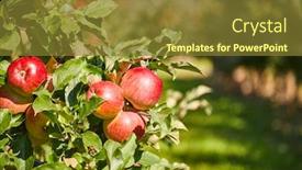  Presentation with orchard - Beautiful PPT theme featuring apples-on-the-tree-orchard backdrop and a tawny brown colored foreground