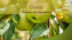  Presentation with orchard - Cool new presentation theme with apples-on-the-tree-orchard backdrop and a yellow colored foreground