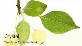  Presentation with for food chemistry of apples - Presentation theme having apples rennet branch close up background and a  colored foreground