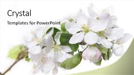  Presentation with apple trees are blooming pink - Beautiful slide set featuring appletree - apple blossoms blooming apple tree backdrop and a white colored foreground