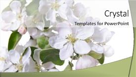  Presentation with apple - Audience pleasing presentation design consisting of appletree - apple blossoms blooming apple tree backdrop and a white colored foreground