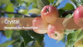  Presentation with growing tree - Beautiful presentation theme featuring appletree - apples growing in a tree backdrop and a coral colored foreground