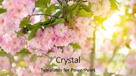 Presentation with cherry - Beautiful PPT theme featuring appletree - cherry blossoms blooming cherry tree backdrop and a coral colored foreground