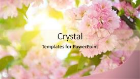  Presentation with cherry - Theme featuring appletree - cherry blossoms blooming cherry tree background and a blonde colored foreground